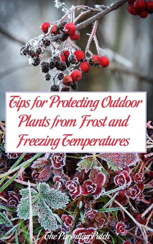 Tips for Protecting Outdoor Plants from Frost and Freezing Temperatures
