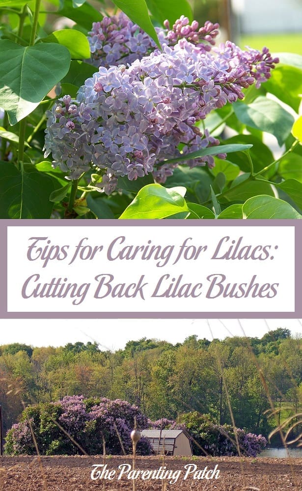 Tips for Caring for Lilacs: Cutting Back Lilac Bushes