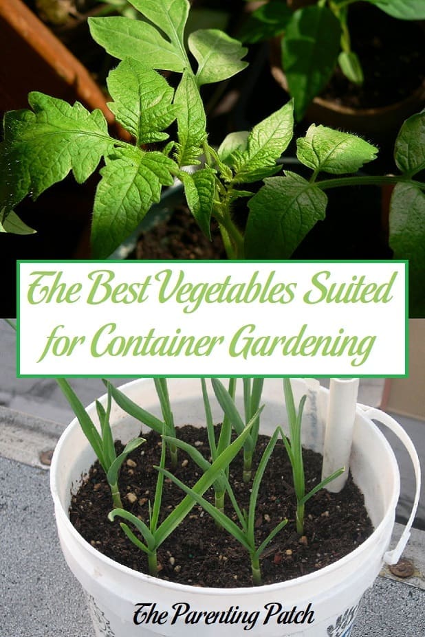 The Best Vegetables Suited for Container Gardening