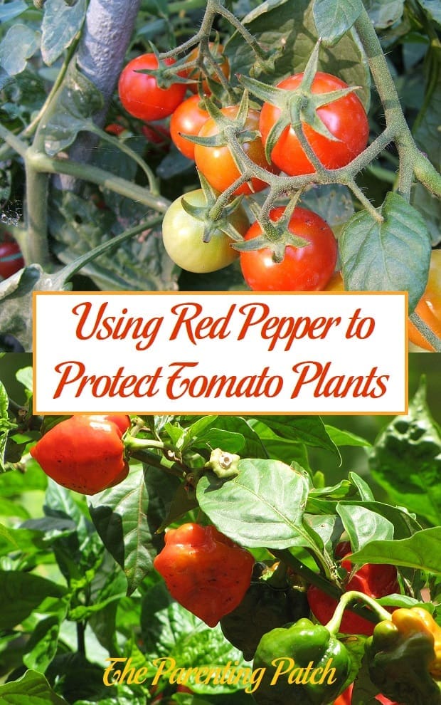 Using Red Pepper to Protect Tomato Plants