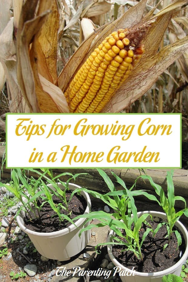 Tips for Growing Corn in a Home Garden 1