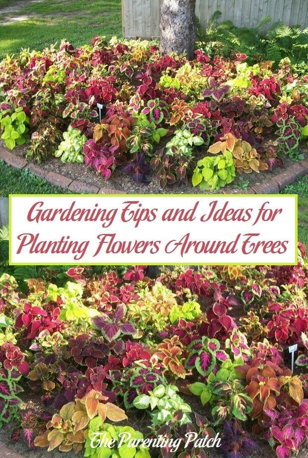 Gardening Tips and Ideas for Planting Flowers Around Trees