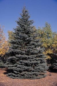 Colorado Blue Spruce