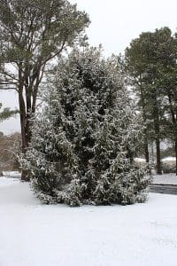 Blue Spruce in Winter