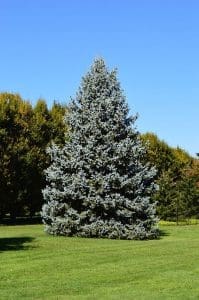 Mature Blue Spruce