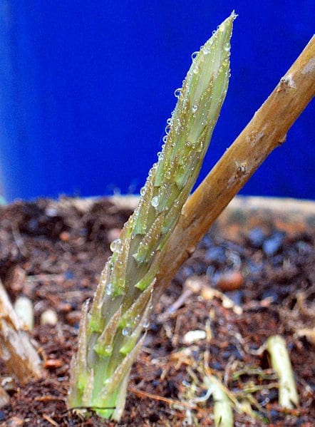 Asparagus Growing in a Tub