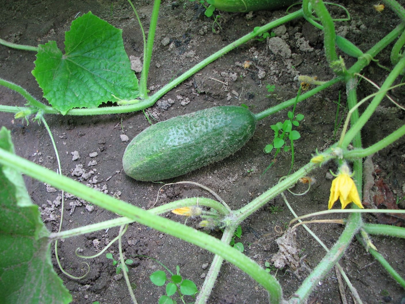Cucumber