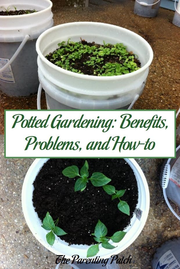 Potted Gardening: Benefits, Problems, and How-to