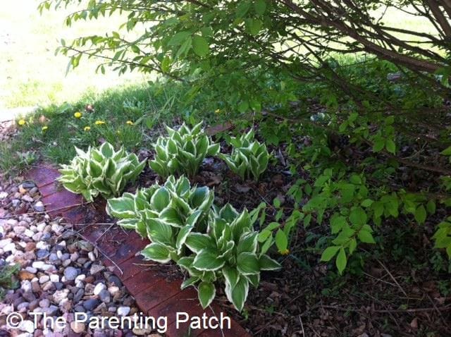 Flowers in the Shade
