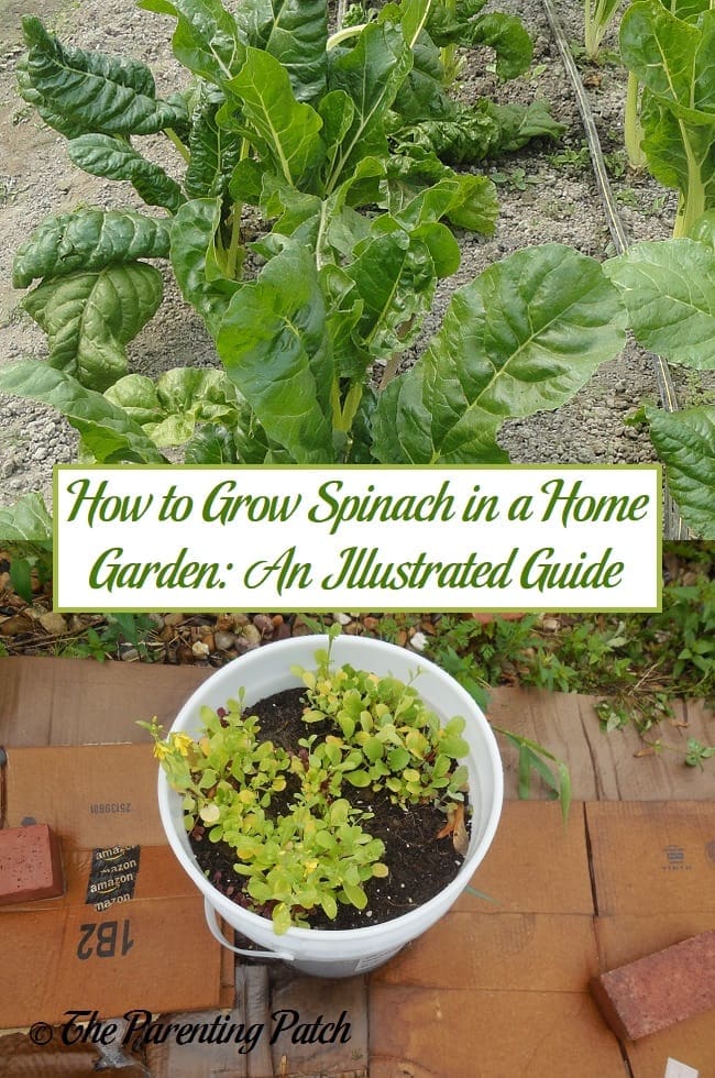 How to Grow Spinach in a Home Garden: An Illustrated Guide