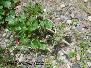 Thistle Wilting to Death from Vinegar