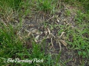 Thistles in Grass Dying from Vinegar