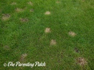 Yellow Patched in Grass from Vinegar