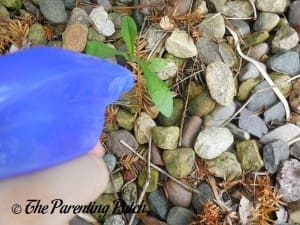Spraying Thistle with Vinegar