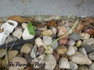 Thistle Dying from Vinegar