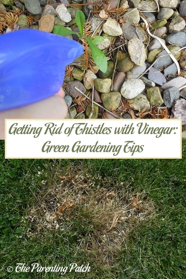 Getting Rid of Thistles with Vinegar: Green Gardening Tips
