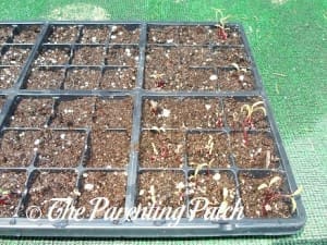 Small Beet Sprouts