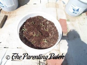 Transferring the Beet Sprouts to a Container