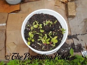 Beet Sprouts Growing in a Container