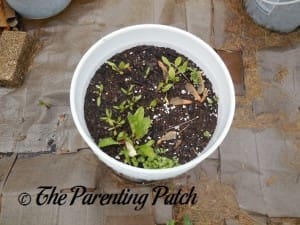 Beet Sprouts Growing Larger in a Container