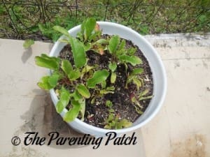 Beets in a Container