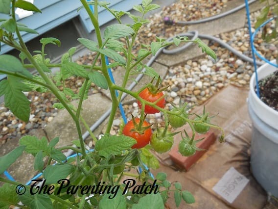 Cherry Tomatoes on Vine