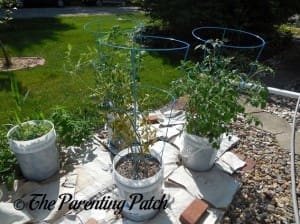 Full Grown Tomato Plants in Containers