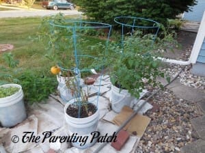 Tomatoes Ripening on Full Grown Plants in Containers