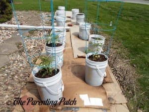 Freshly Transplanted Tomato Plants