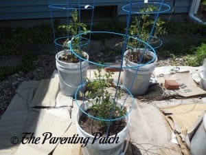 Tomato Plants Growing in Containers 5