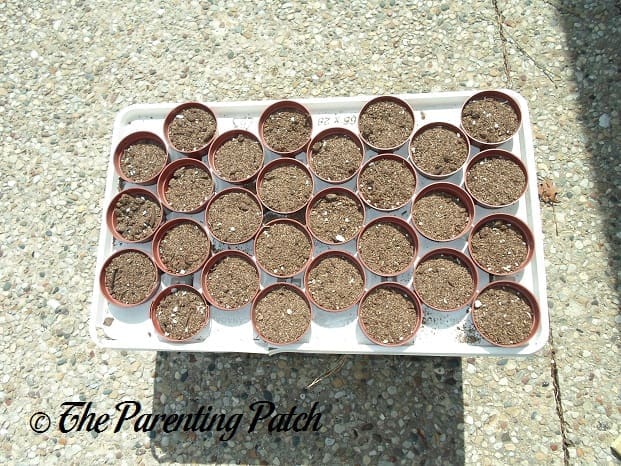 Preparing the Soil for Cucumbers