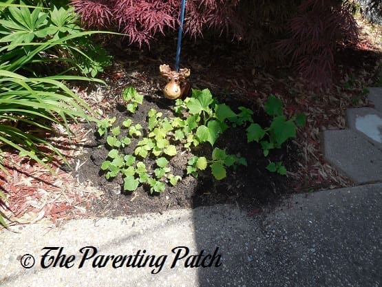 Cucumber Plants Growing Larger