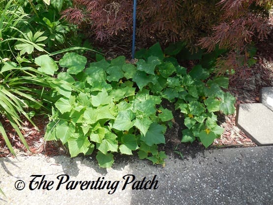 Cucumber Plants Growing Even Larger
