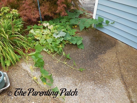 Long Cucumber Vines