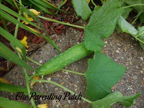 Cucumber on Cucumber Vine