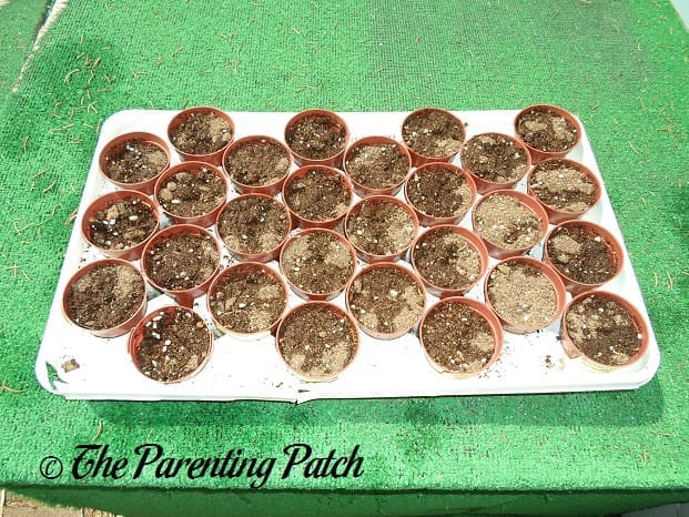 Freshly Planted Cucumber Seeds