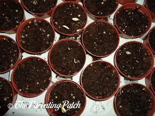 Small Cucumber Seedlings