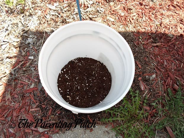 Newly Transplanted Cucumber Seedlings