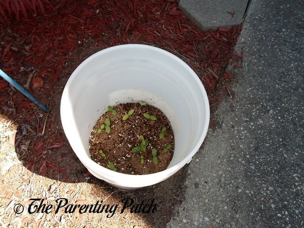 Small Cucumber Plants 1