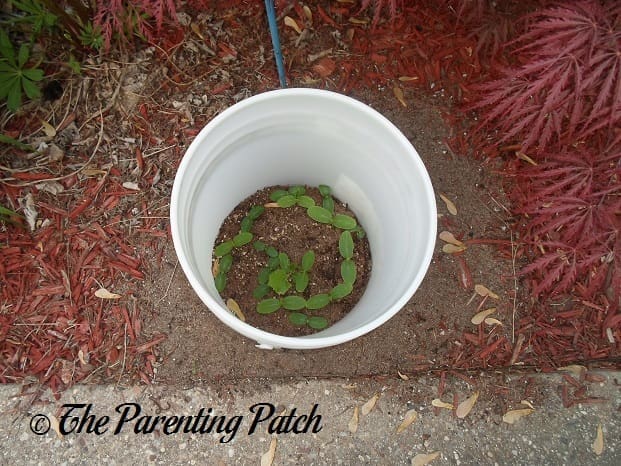 Small Cucumber Plants 2