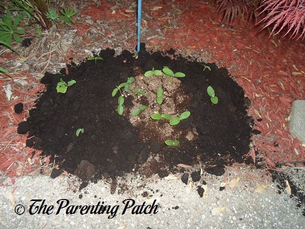 Second Planting of Cucumbers