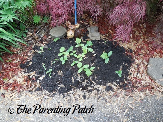 Cucumbers Growing in a Garden