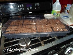 Seedling Starter with Dirt