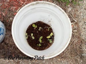 Squash Seedlings Growing