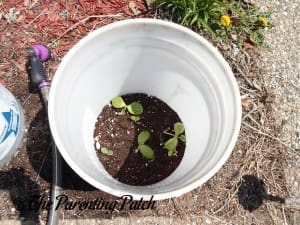 Freshly Watered Squash Seedlings