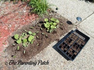 More Transplanted Squash Seedlings