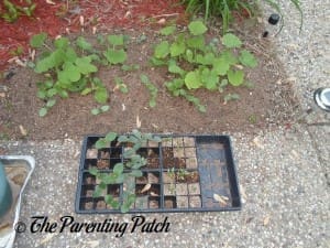 More Squash Seedlings to Transplant
