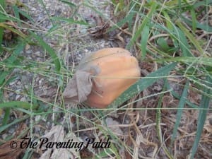 Orange Squash Fruit Protected with Nylon