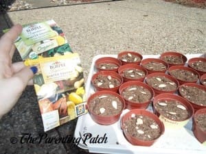 Winter Squash Seed Packets