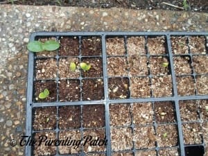 Tiny Squash Seedlings